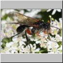 Phaenolobus terebrator - Schlupfwespe w02c 15mm - Sandgrube Niedringhaussee det06.jpg